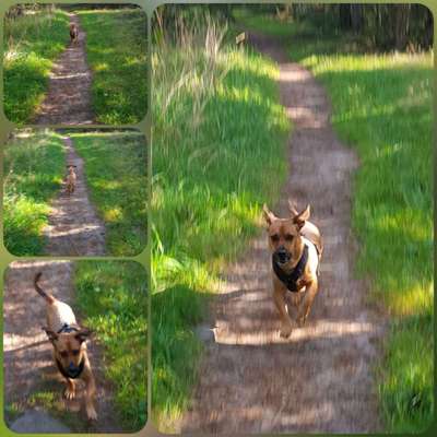 Foto -Challenge  Thema : Dein Hund Im Wald-Beitrag-Bild