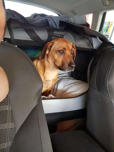 Foto Challenge Thema "Hunde im Auto"-Beitrag-Bild