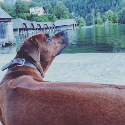 Rhodesian Ridgeback-Beitrag-Bild