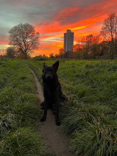Hundetreffen-Hundetreffen am Rhein 🐶-Bild