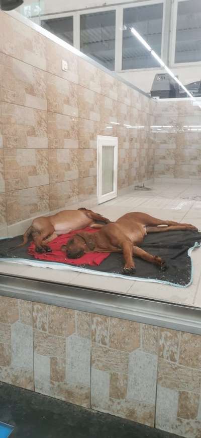 Darf man Welpen in einer Tierhandlung verkaufen/kaufen?-Beitrag-Bild