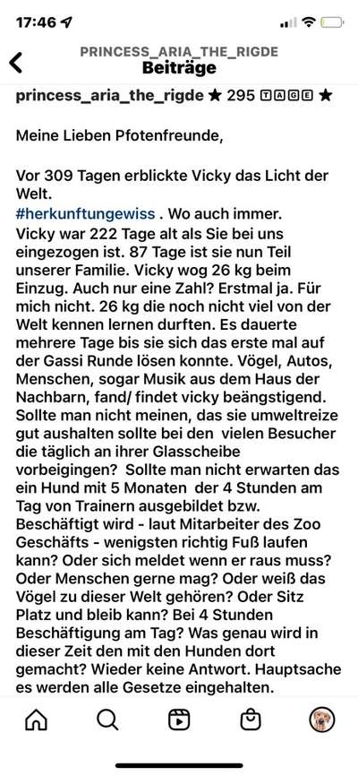 Darf man Welpen in einer Tierhandlung verkaufen/kaufen?-Beitrag-Bild