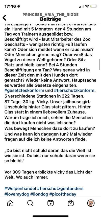 Darf man Welpen in einer Tierhandlung verkaufen/kaufen?-Beitrag-Bild