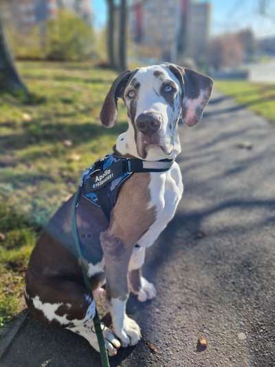 Deutsche Doggen Besitzer zeigt euch-Beitrag-Bild