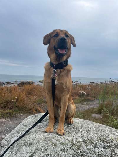 Auslandstierschutz-Beitrag-Bild