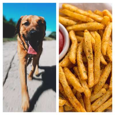 Wie heißt dein Hund?-Beitrag-Bild