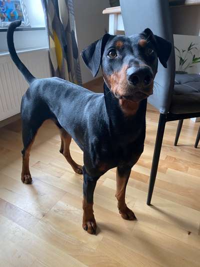 Liebhaber des Deutschen Pinscher gesucht.-Beitrag-Bild