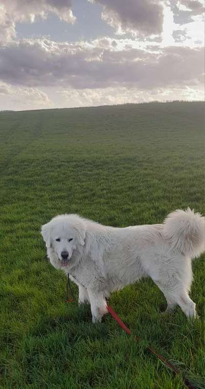 Maremmano-Beitrag-Bild