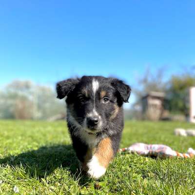 Hundetreffen-Welpentreffen-Bild