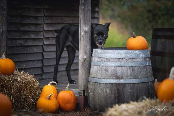 Lustigsten Grimassen von euren Hunden-Beitrag-Bild
