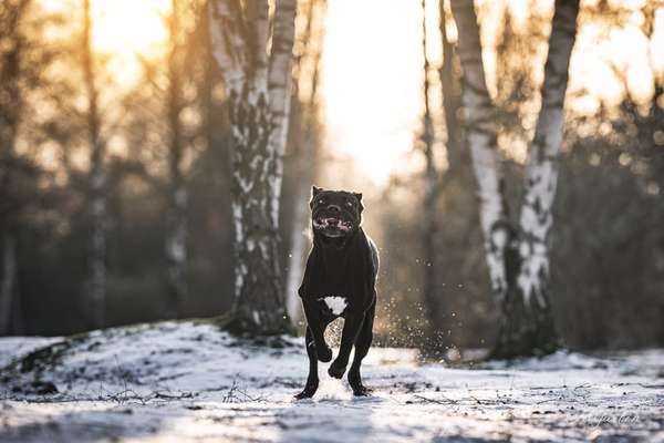 Lustigsten Grimassen von euren Hunden-Beitrag-Bild