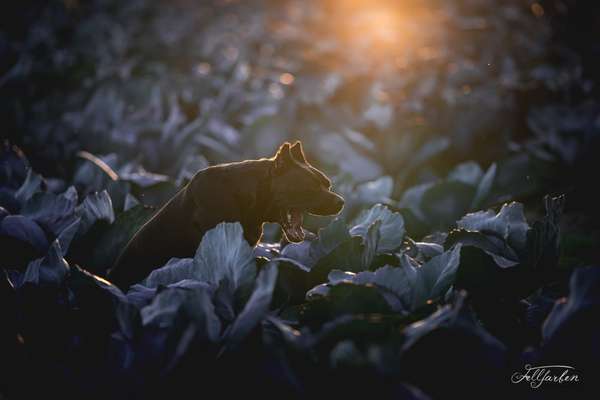 Lustigsten Grimassen von euren Hunden-Beitrag-Bild