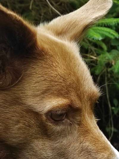 Zeigt mir die tollste Nahaufnahme von eurer Fellnase-Beitrag-Bild