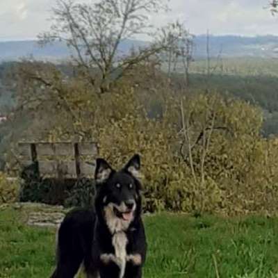 Hundetreffen-Junghunde - treffen  - am Dörnbergpark-Bild