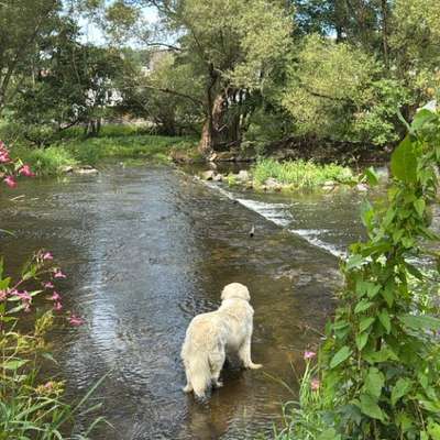 Hundetreffen-Spiel und Spaß-Bild