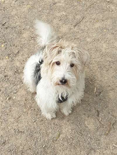 Mischlingshunde Foto Aufruf-Beitrag-Bild