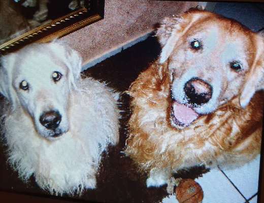 Wo sind die Golden Retriever Liebhaber?-Beitrag-Bild