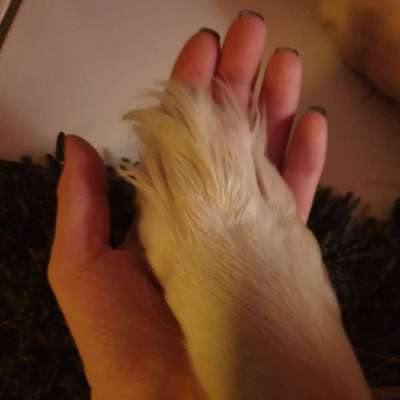 Hundetreffen-Gassirunde für große oder kleine Hunde 🐕  😉-Profilbild