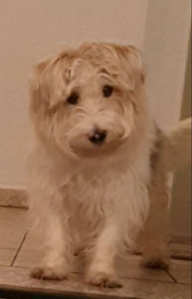 Mischlingshunde Foto Aufruf-Beitrag-Bild