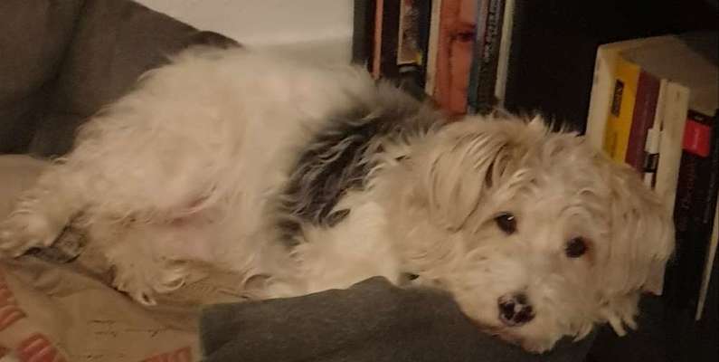 Mischlingshunde Foto Aufruf-Beitrag-Bild