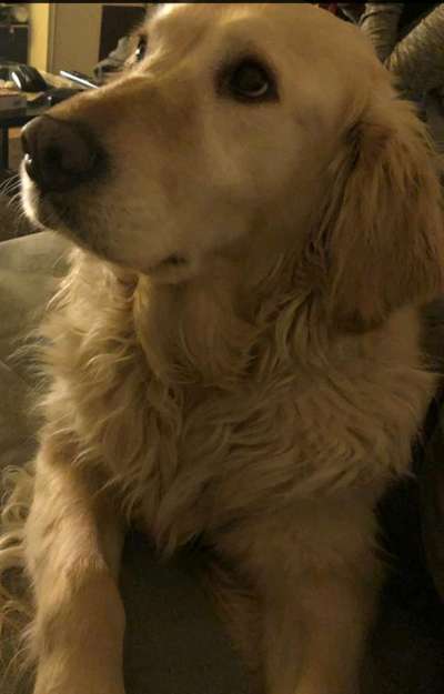 Wo sind die Golden Retriever Liebhaber?-Beitrag-Bild