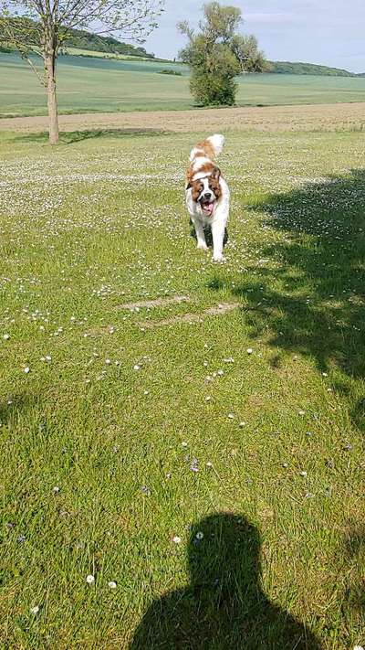 Fotochallenge 66 ~ Rennaction -Zeig deinen Hund im Lauf-Beitrag-Bild