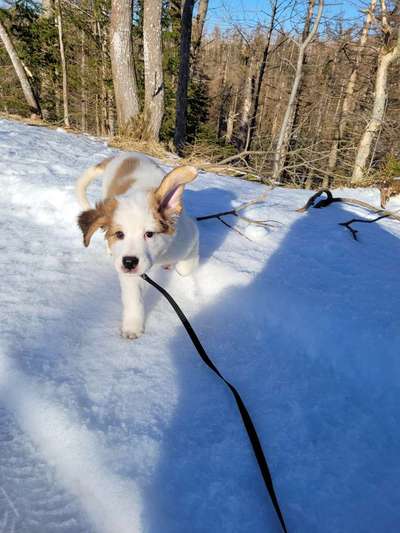 Dogorama Photo Challenge - Es wird nochmal kalt!-Beitrag-Bild