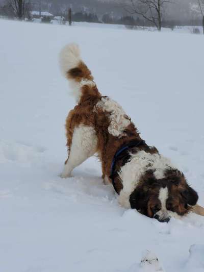 Dogorama Photo Challenge - Es wird nochmal kalt!-Beitrag-Bild