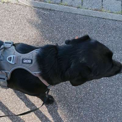 Hundetreffen-Social walk in Mutlangen-Bild