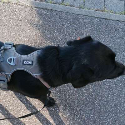 Hundetreffen-Spielen, laufen und trainieren in und um Mutlangen-Bild