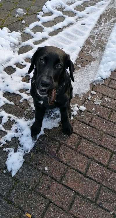 Labradorfans-Beitrag-Bild