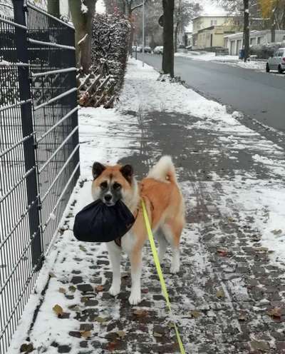 Dogorama Photo Challenge - Hündische Haushaltshilfe-Beitrag-Bild