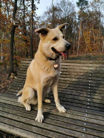 Auslandstierschutz-Beitrag-Bild