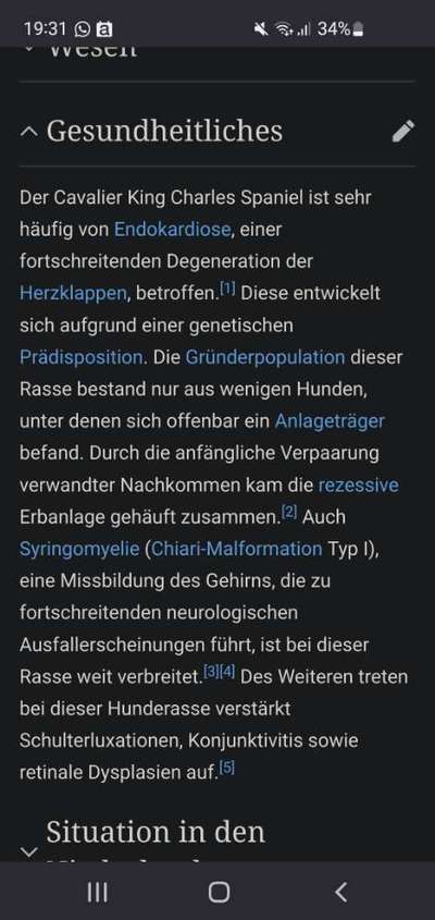 König der Qualzuchten - Cavalier King Charles Spaniel-Beitrag-Bild