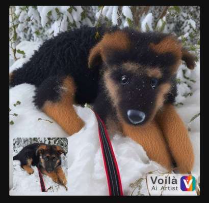 Voila app Bilder-Beitrag-Bild