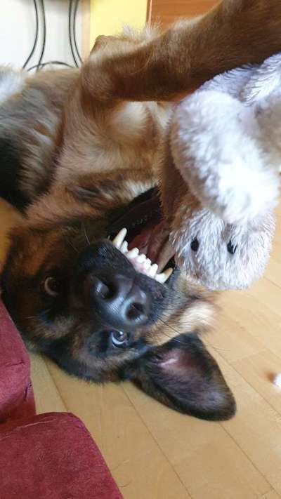 Fotowettbewerb ,,mein gruseliger Hund"-Beitrag-Bild