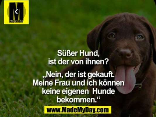 Hunde Memes-Beitrag-Bild
