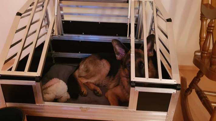 Wir suchen Hundebox/Gitter Skoda Scala-Beitrag-Bild