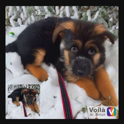 Voila app Bilder-Beitrag-Bild