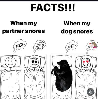 Hunde Memes-Beitrag-Bild