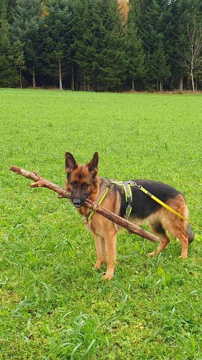 Brustgeschirr im Sommer-Beitrag-Bild