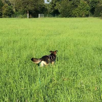 Hundetreffen-Spaziergänge und Trainingstreffen-Bild