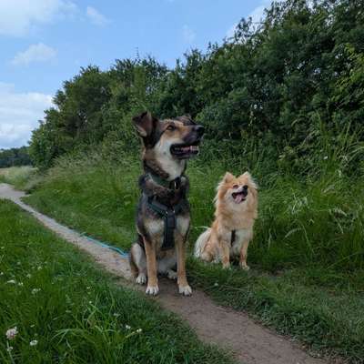 Hundetreffen-Spaziergänge und gemeinsam trainieren-Bild