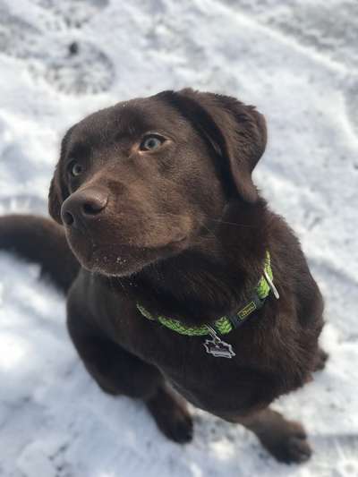 Labradorfans-Beitrag-Bild