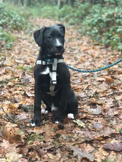 Welche Hunderasse-Beitrag-Bild