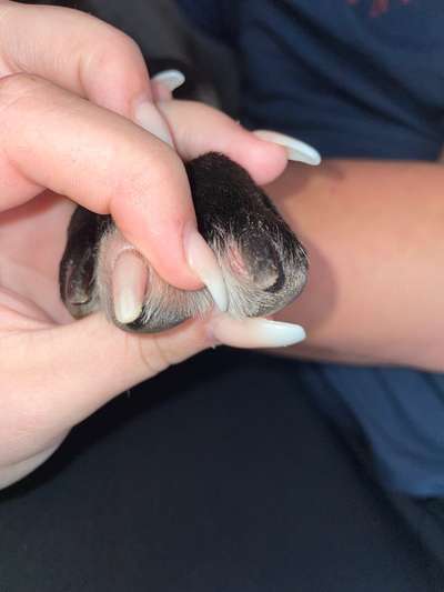 Pfotenverletzung-Beitrag-Bild