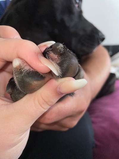 Pfotenverletzung-Beitrag-Bild