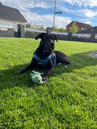 Wo sind meine AMERICAN BULLDOGS?-Beitrag-Bild