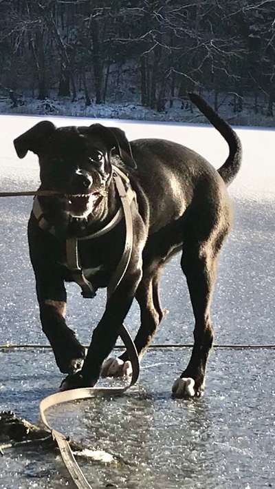 Zeige das lustigste Bild eures Hundis-Beitrag-Bild