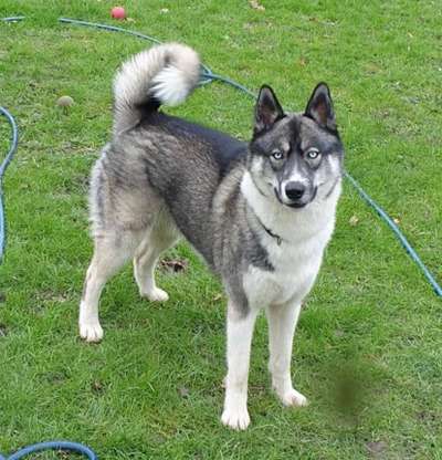 Hundetreffen-Husky Spielrunde-Bild